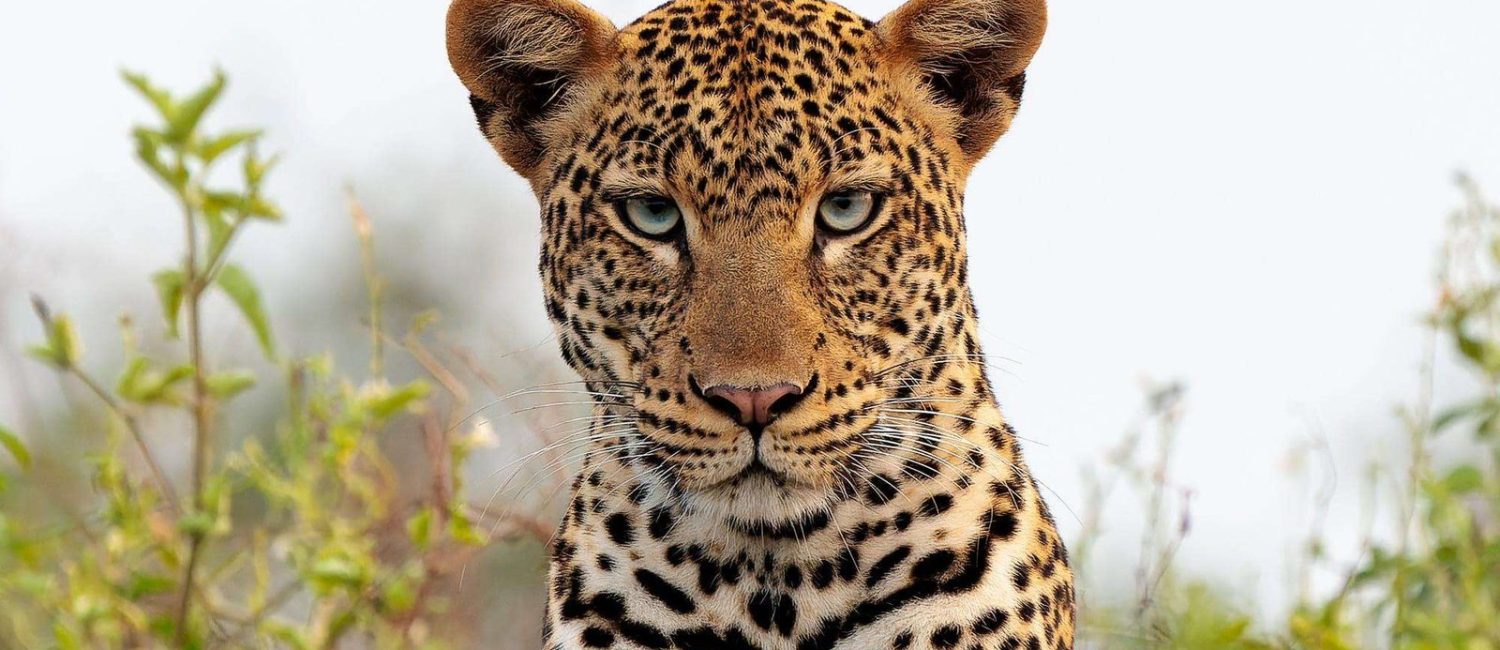 Leopard-safaris.jpg