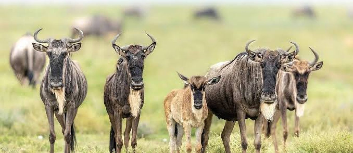 Ndutu