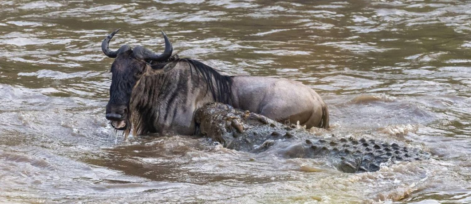 Nile-Crocodile-kills-Blue-Wildebeest-1536x816