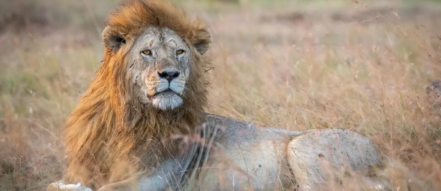Tanzania-safari