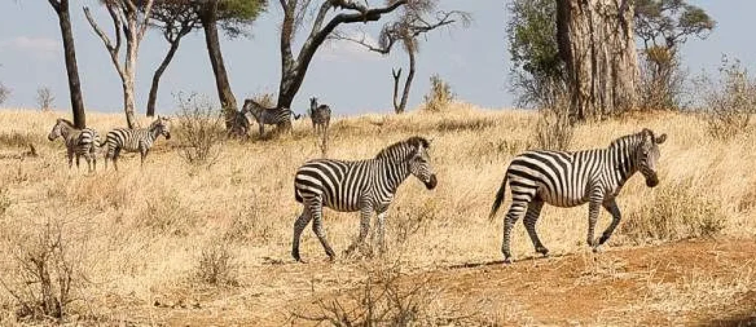 Tarangire_National_Park_002