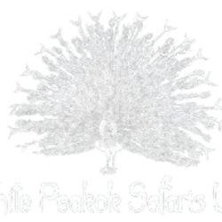 Black_White_Minimalist_Professional_Initial_Logo-removebg-preview