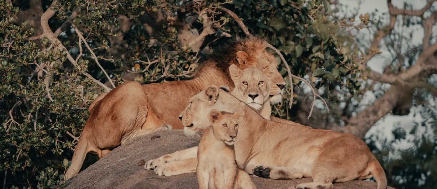 lion-pride