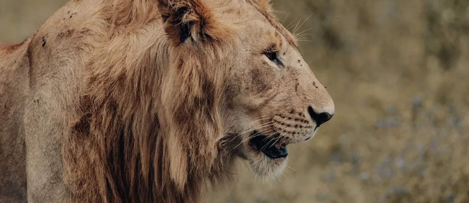lion-profile