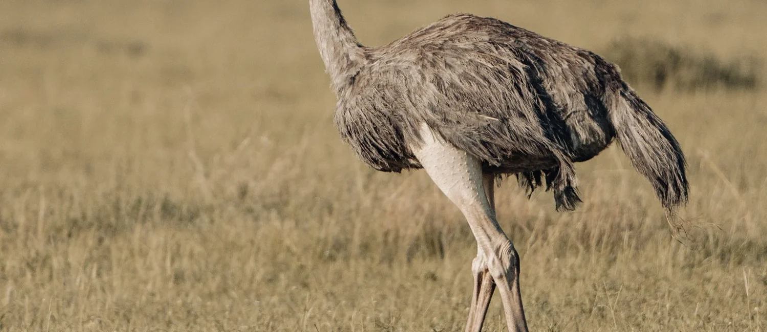 ostrich