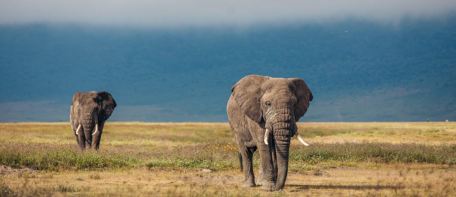 tanzania-safaris-