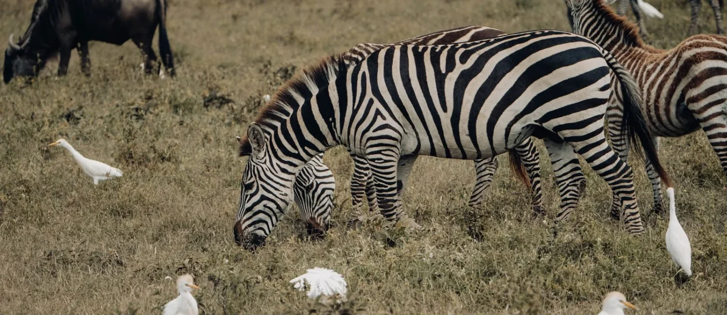 zebras-ngorongoro (1)